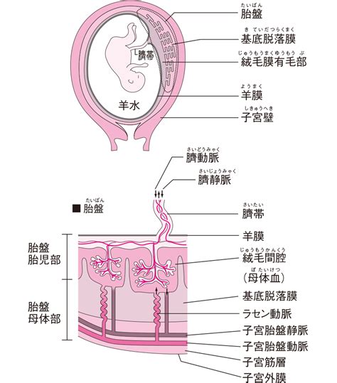 胎盤母體面|胎盤母體面的功能